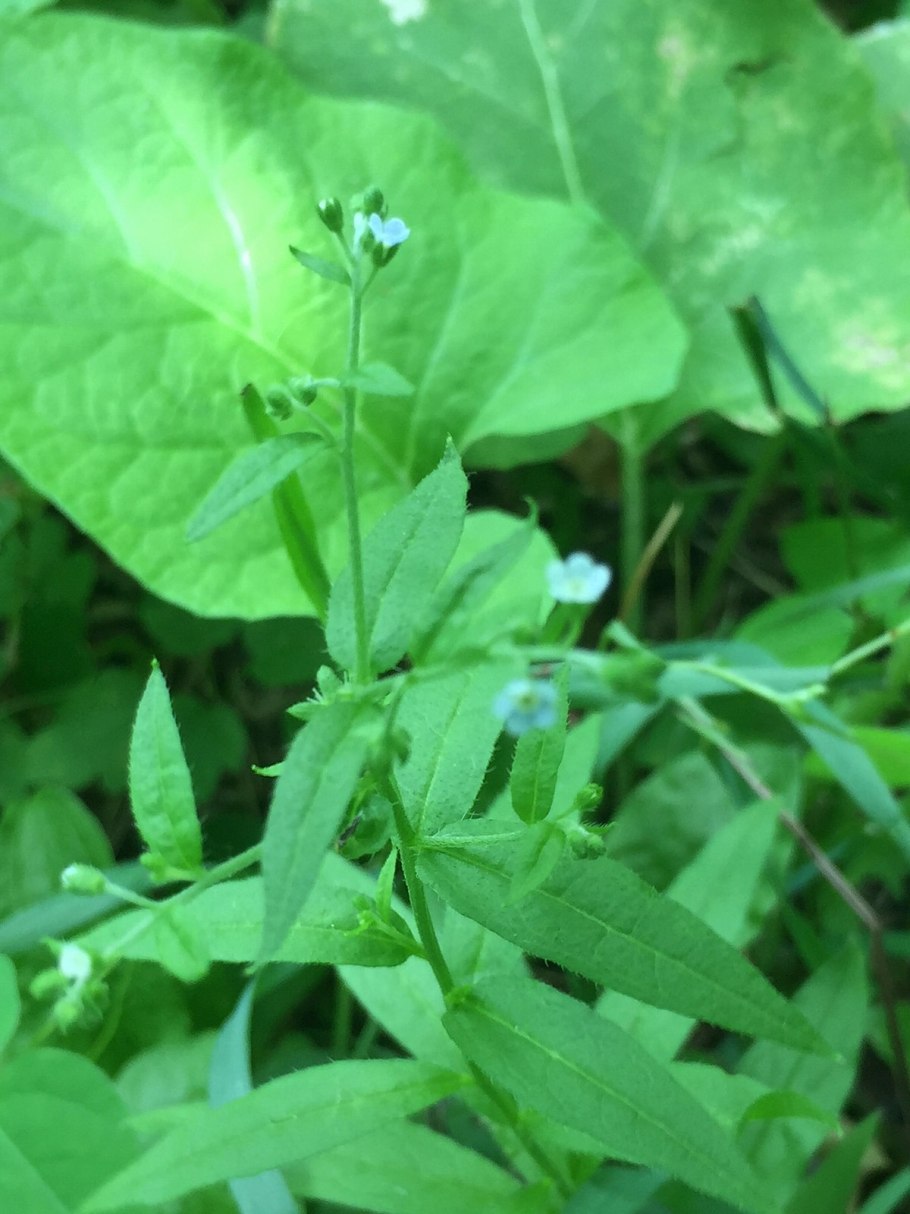 Карбюратор leader pz19jb