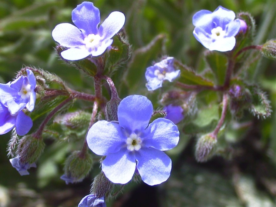 Гакелия Незабудковая