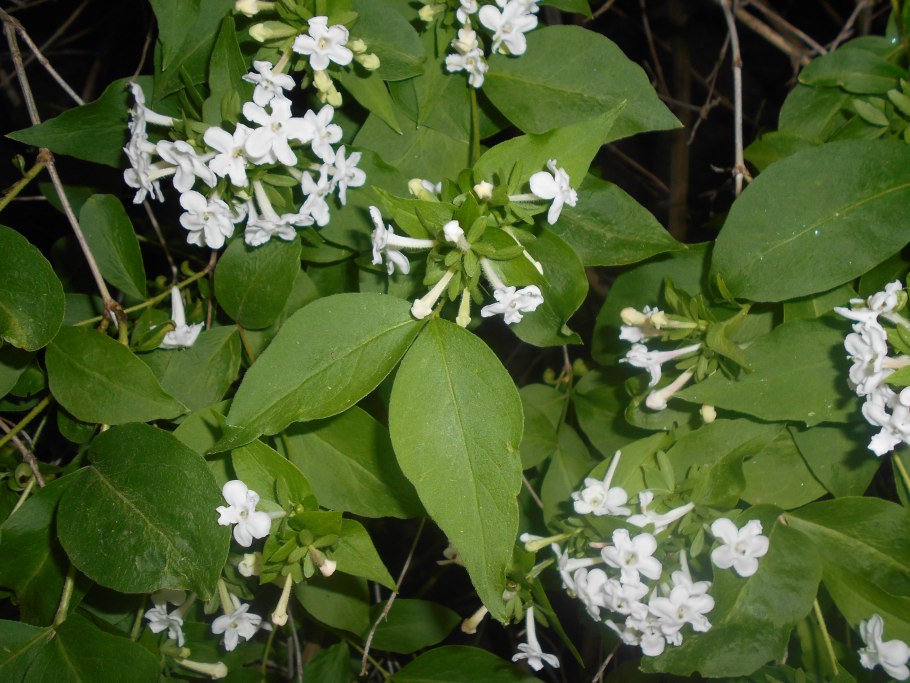 Пыльцеголовник красный