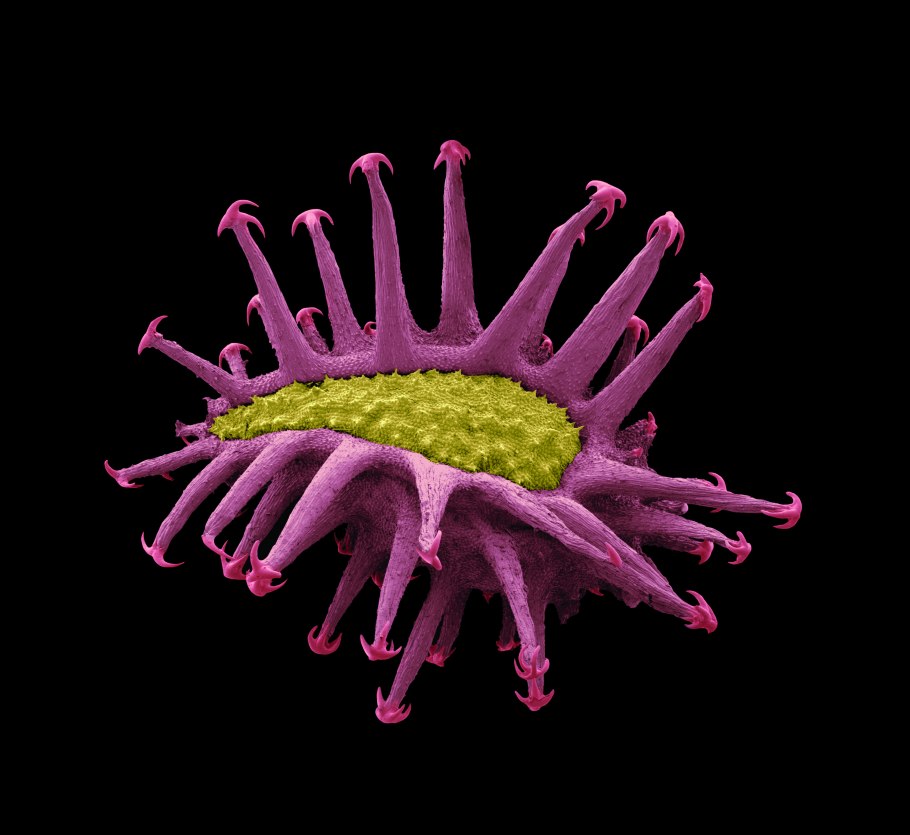 Орхидея Пыльцеголовник красный