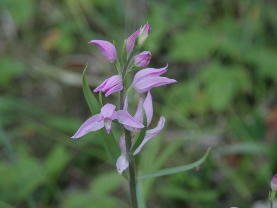 Лесная Лилия саранка