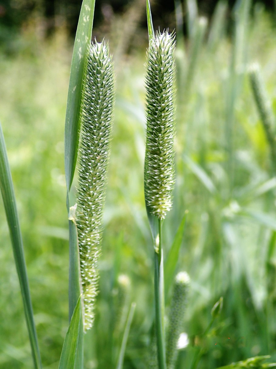 Щетинник зелёный (Setaria viridis)