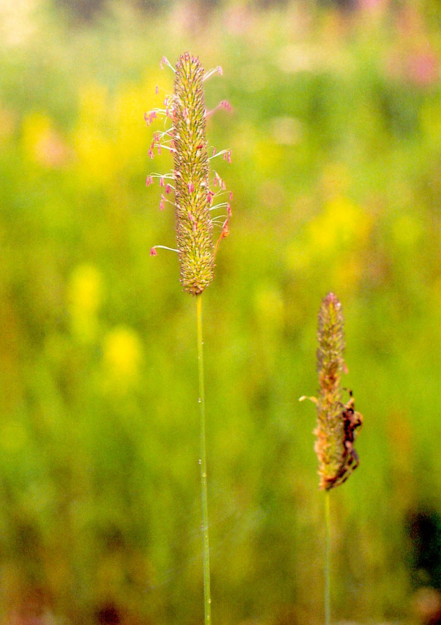 Тимофеевка трава