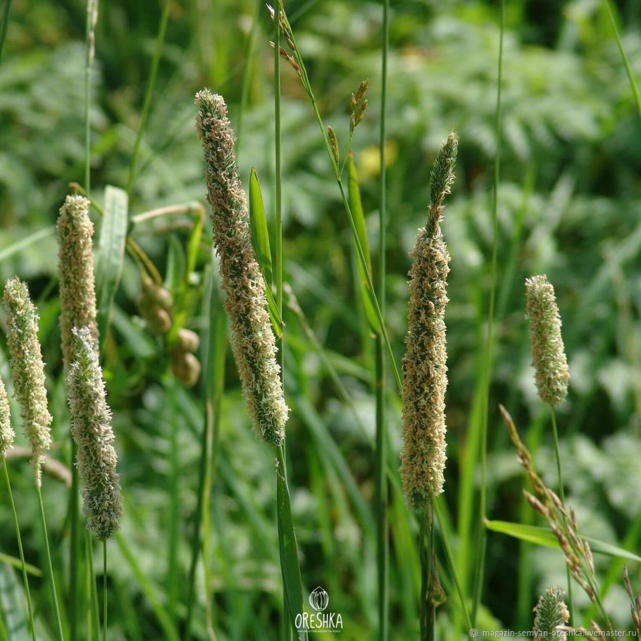 Alopecurus Albovariegata