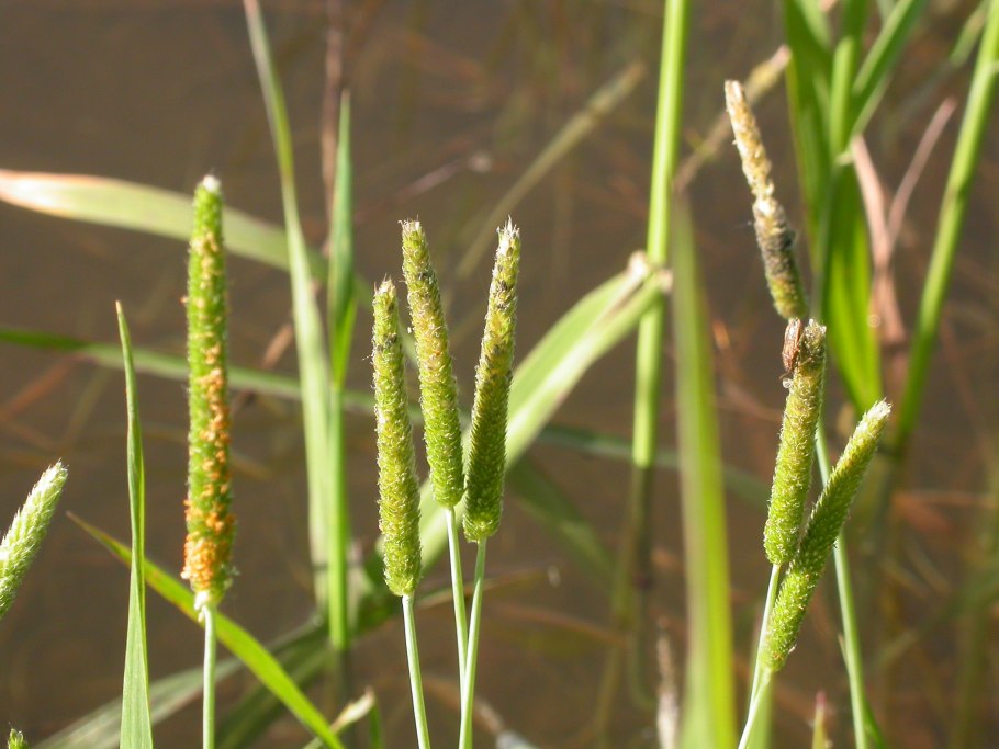 Лисохвост короткоостый