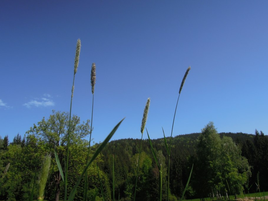 Тимофеевка Луговая (Phleum pratense)
