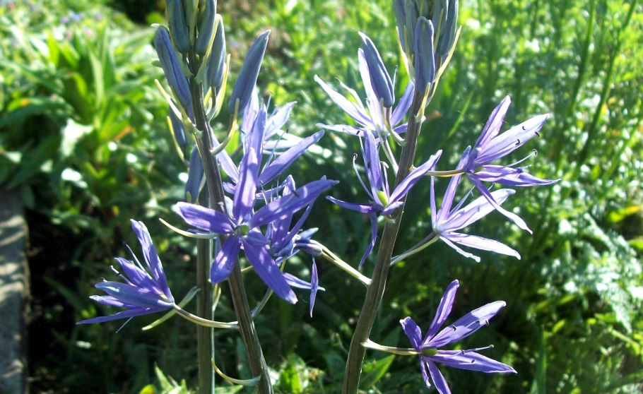 Камассия квамаш Camassia quamash