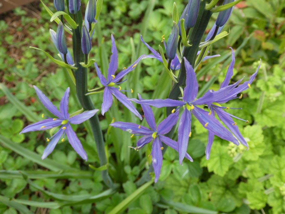 Leichtlinii caerulea