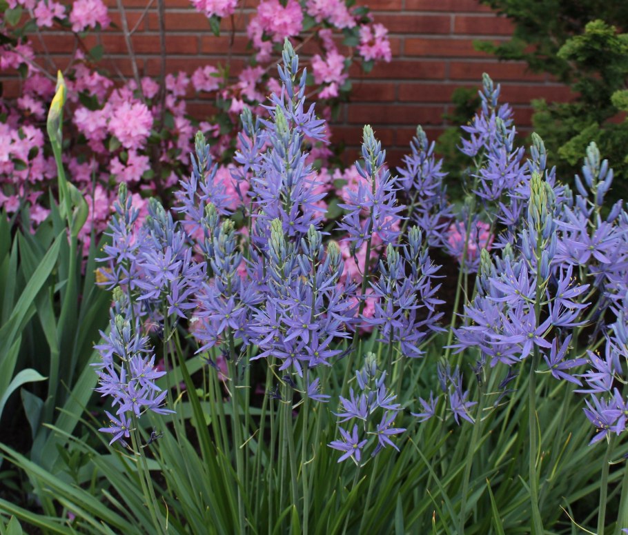 Камассия 'caerulea' (Camassia leichtlinii)