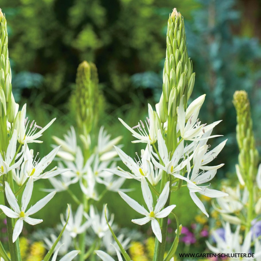 Камассия Лейхтлина Альба