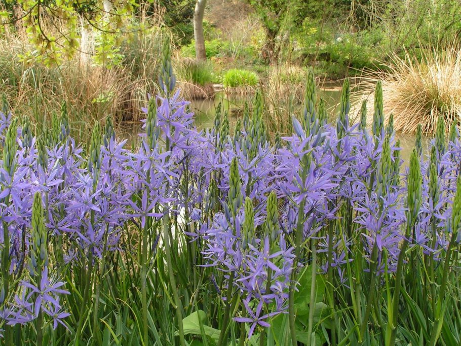 Камассия квамаш Camassia quamash