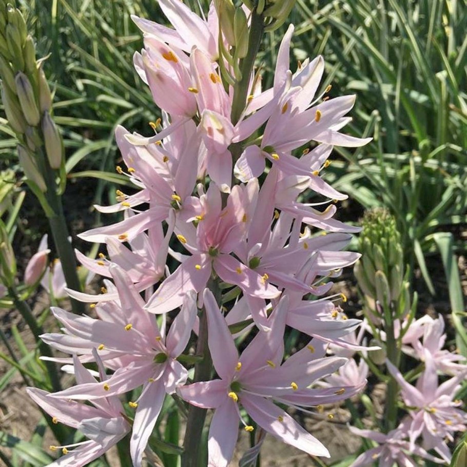 Камассия Альба цветок