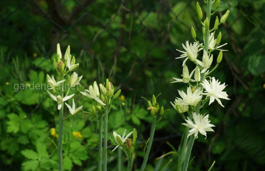 Камассия leichtlinii Alba