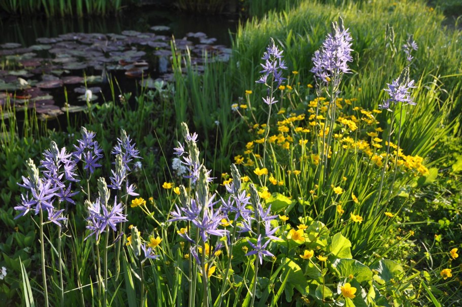 Камассия Лейхтлина Семиплена