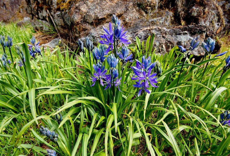 Камассия Лейхтлина голубая