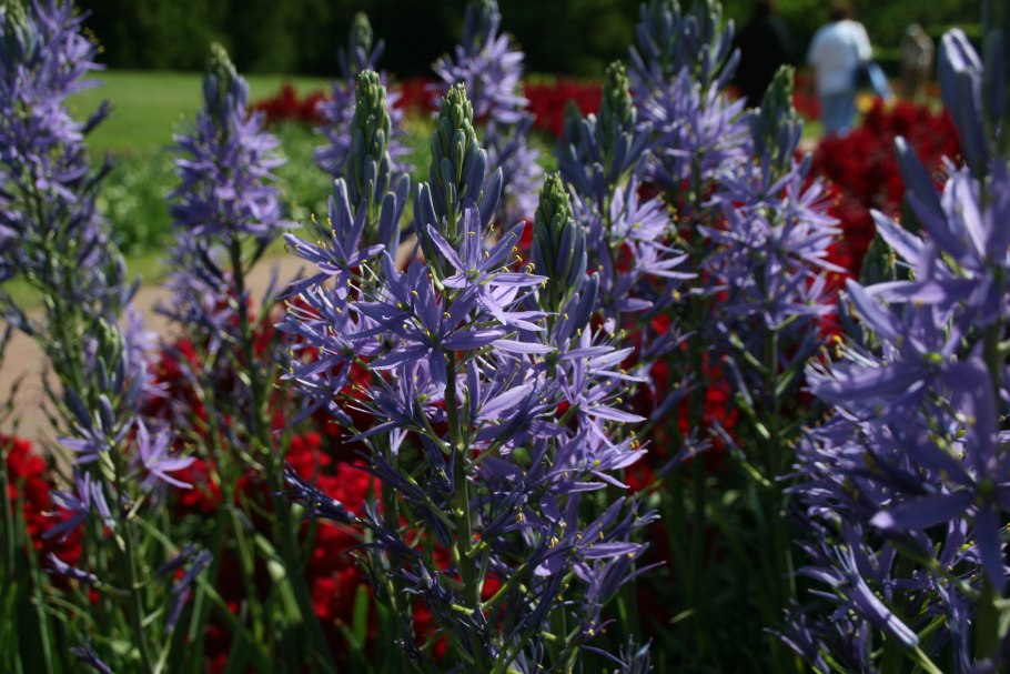 Камассия Лейхтлина голубая