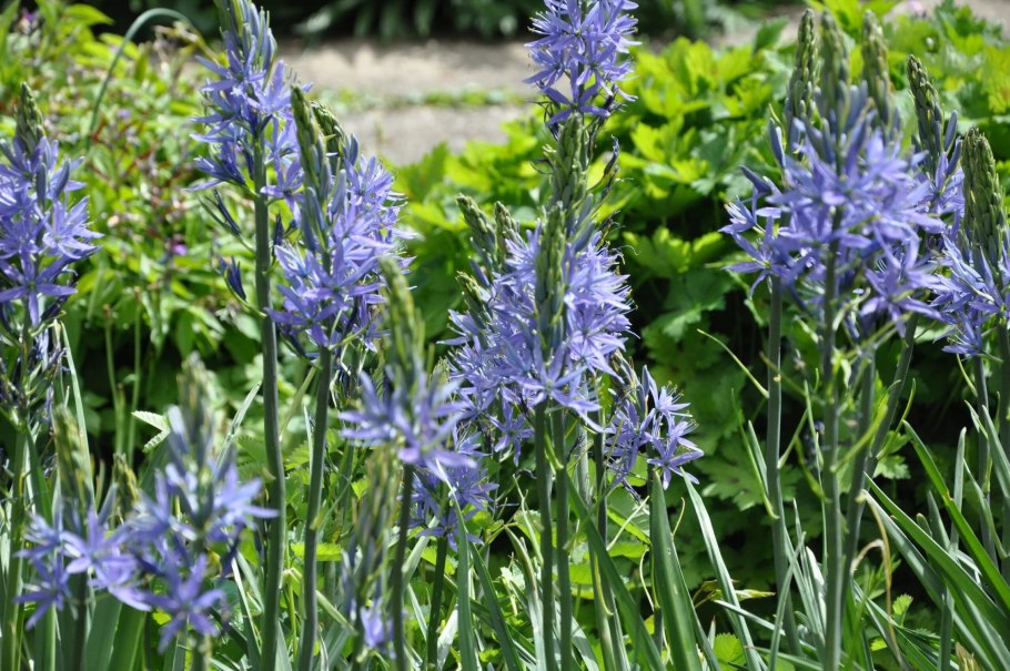 Камассия 'caerulea' (Camassia leichtlinii)