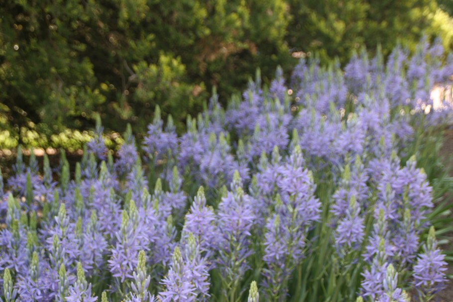 Камассия Кузика