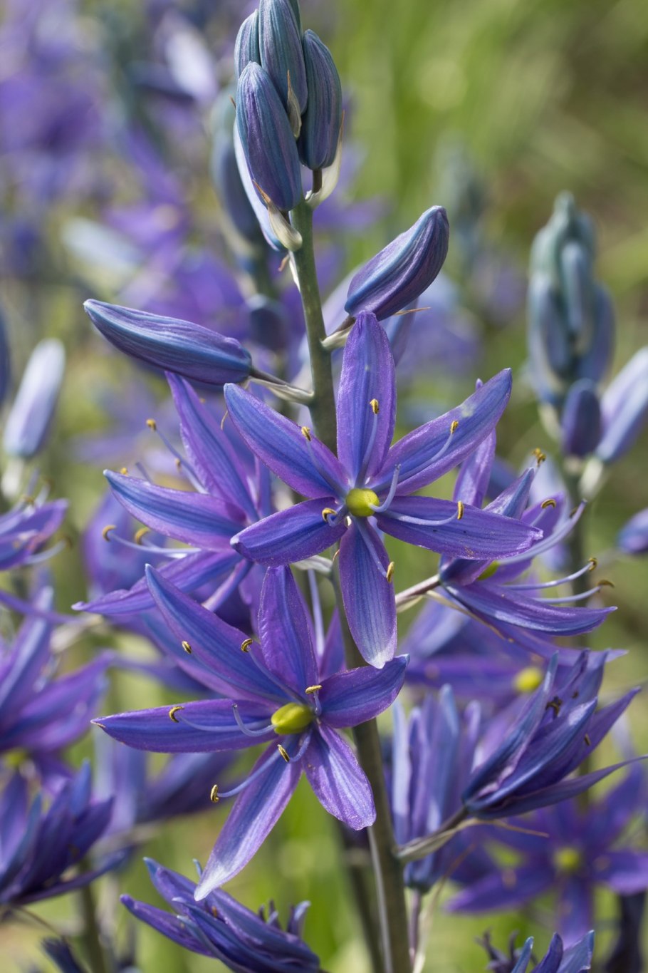 Камассия leichtlinii caerulea