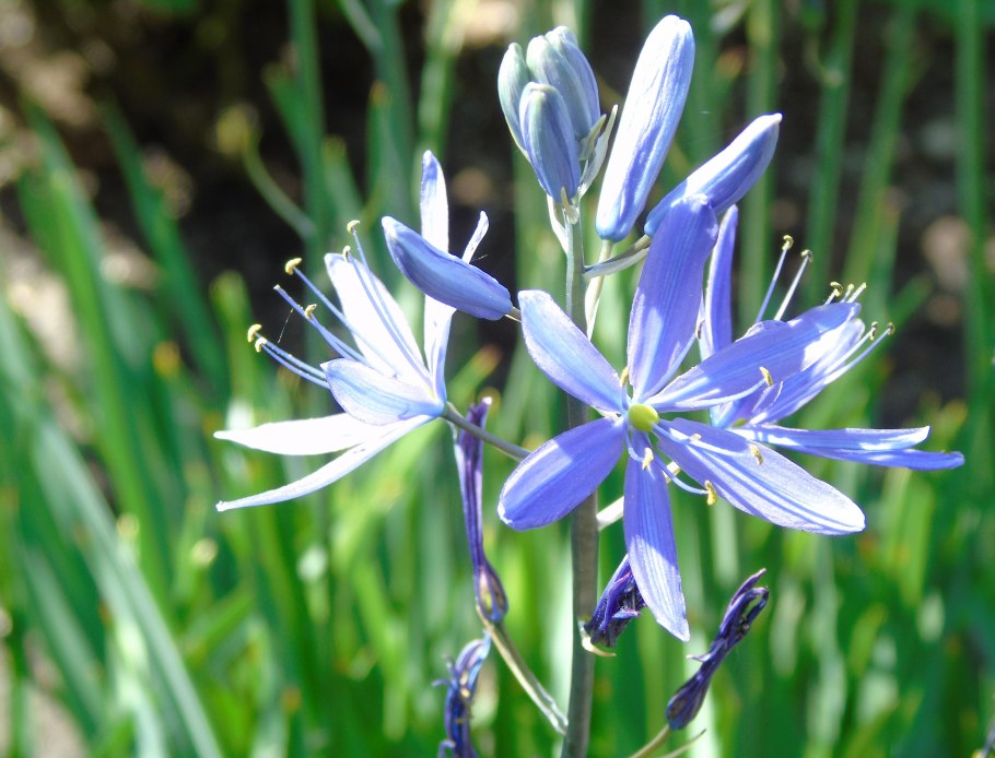 Камассия Лейхтлина голубая