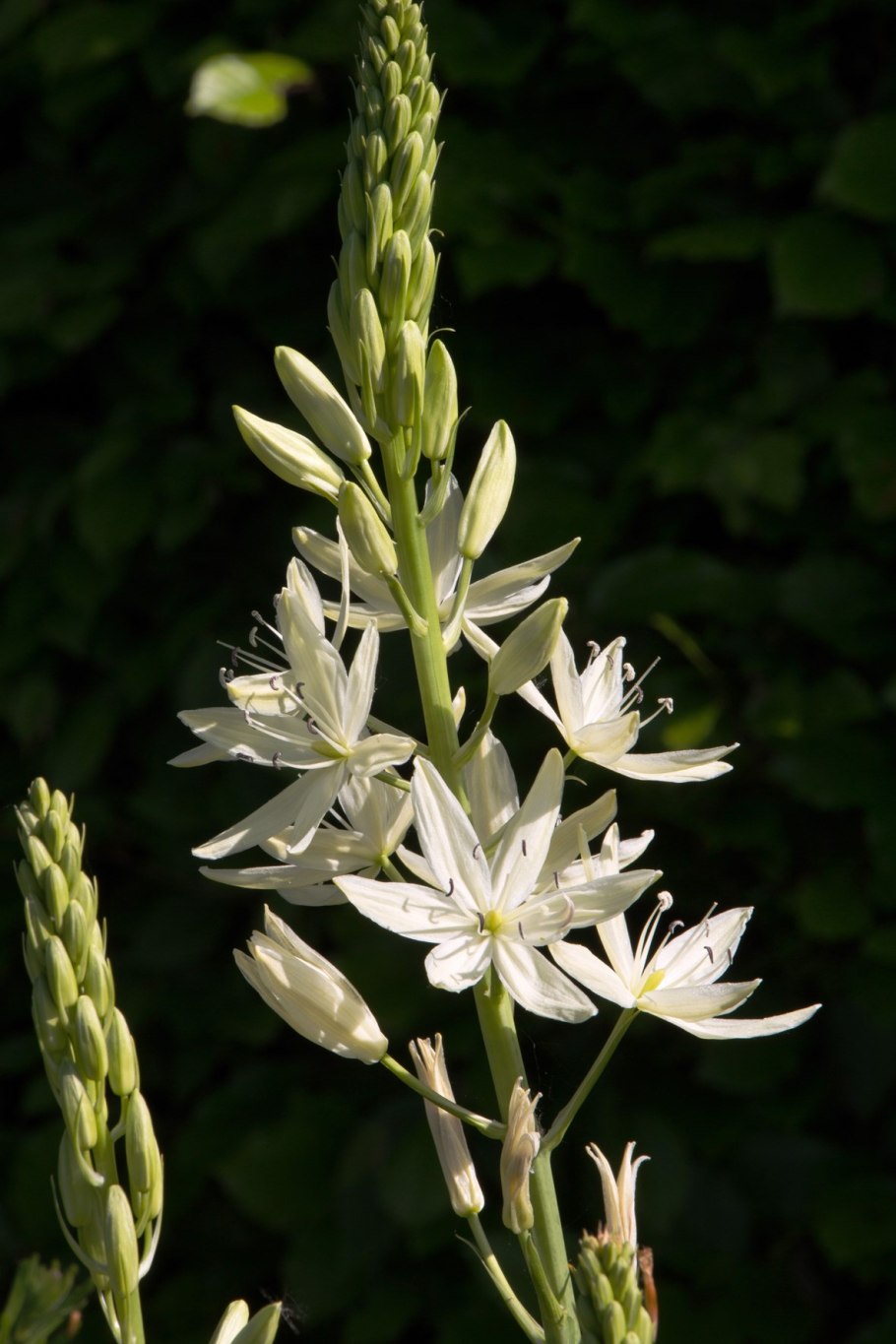 Камассия (Camassia) Alba