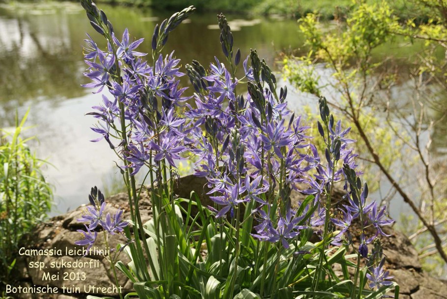 Камассия Кузика Camassia cusickii