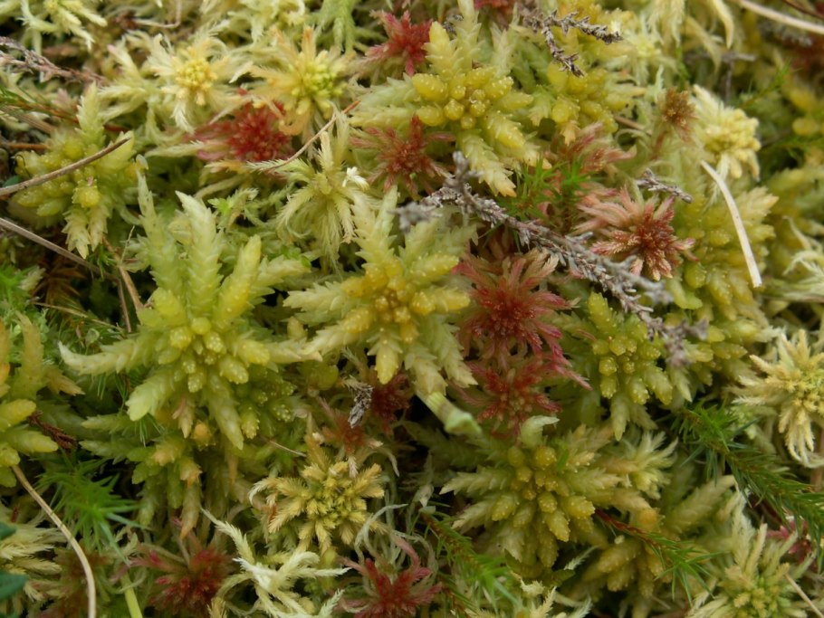 Сфагнум Балтикум