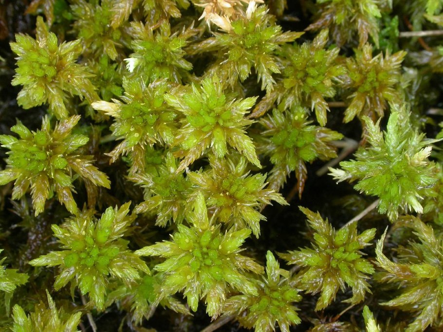 Мох сфагнум