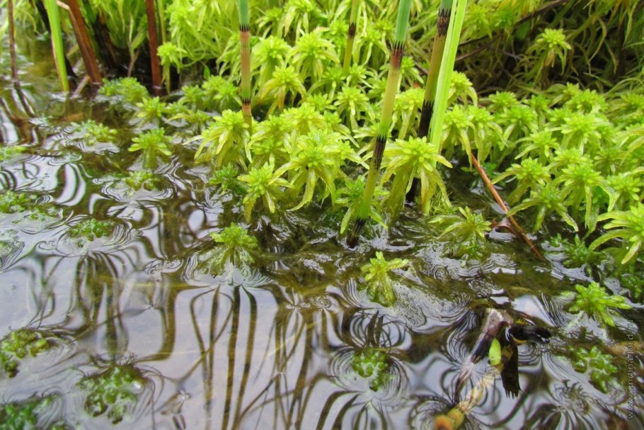 Торфяной мох сфагнум