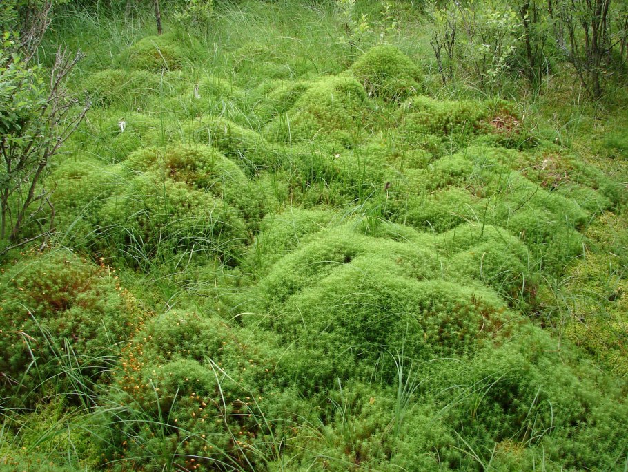 Sphagnum girgensohnii
