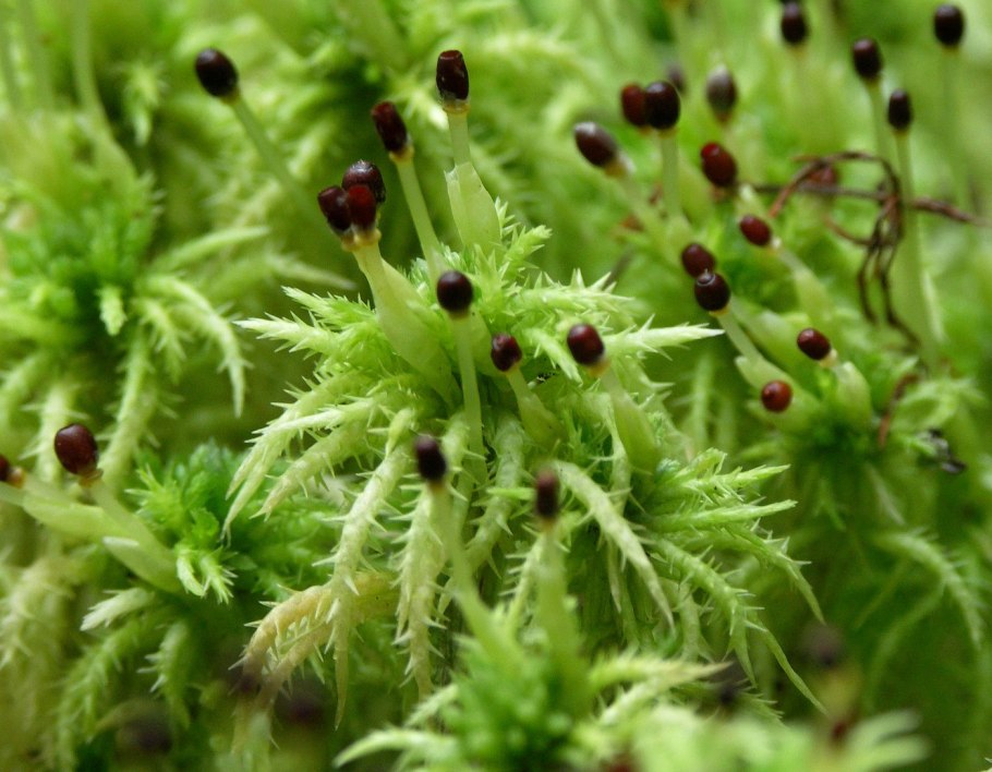 Sphagnum squarrosum