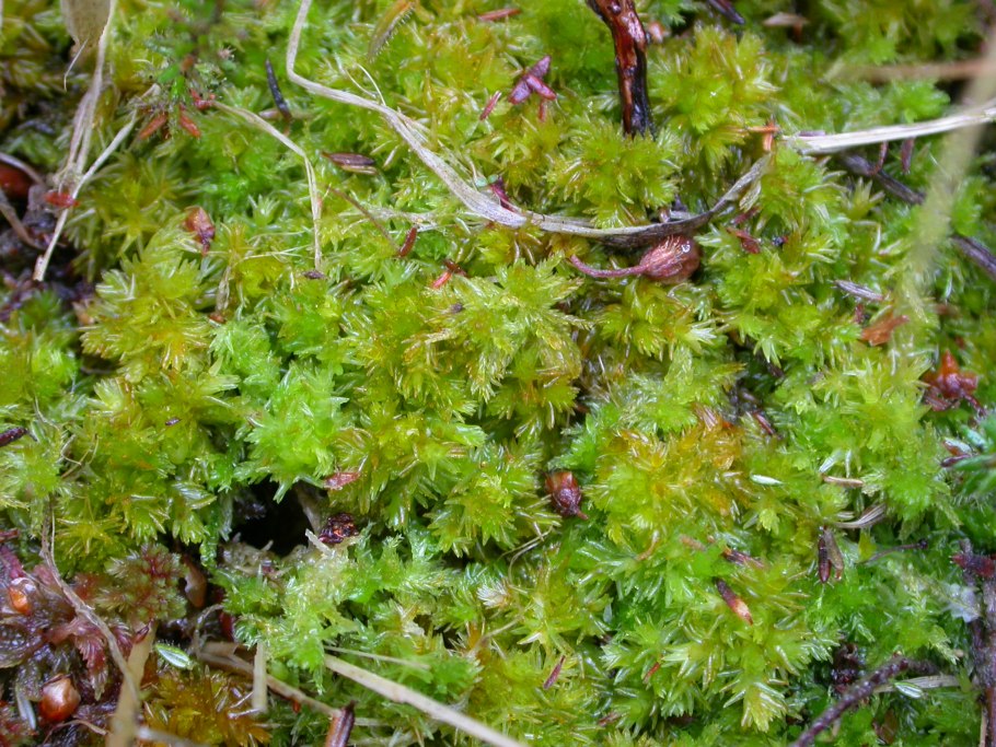 Мох сфагнум