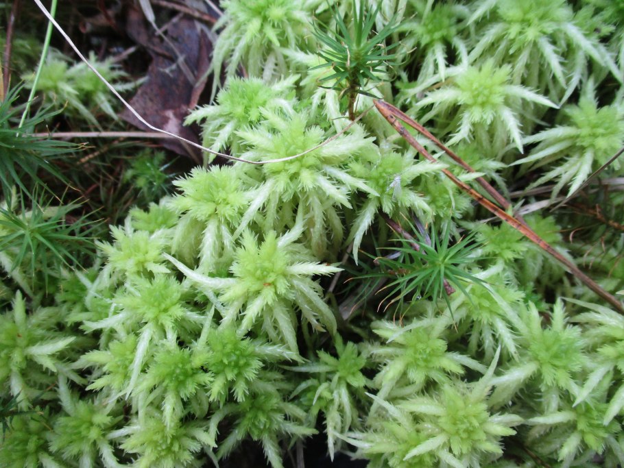 Сфагновый мох болотный полукустарник