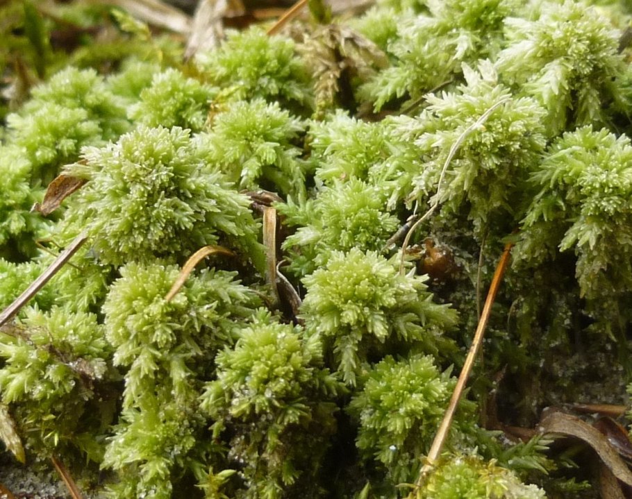 Мох сфагнум Боровой