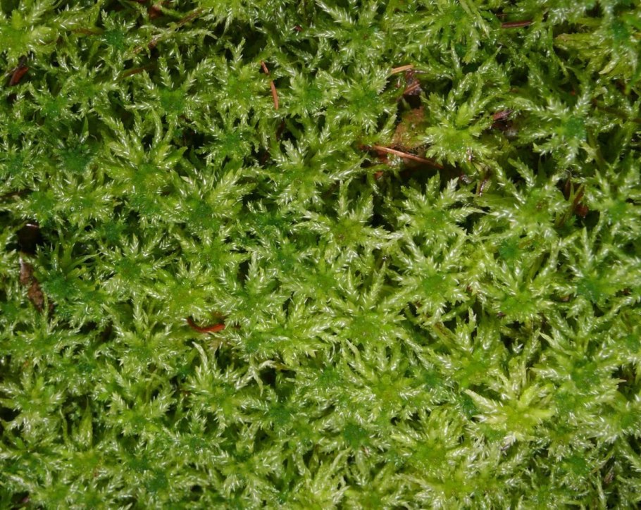 Лесной мох сфагнум