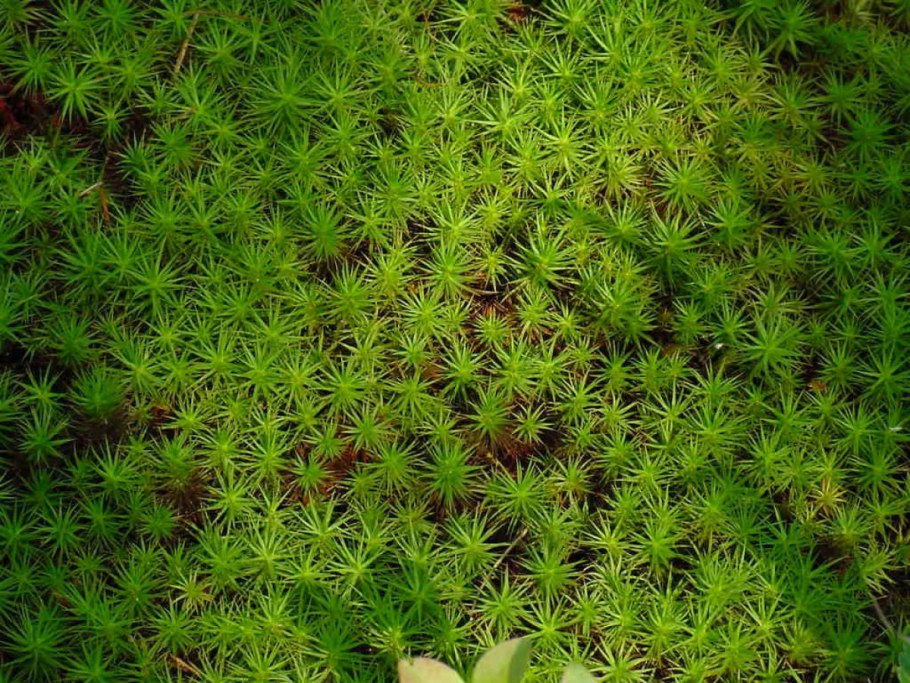 Сфагновые мхи