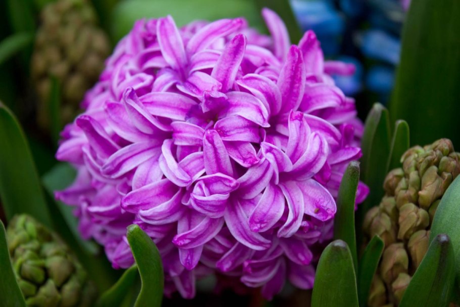 Гиацинт Фондант