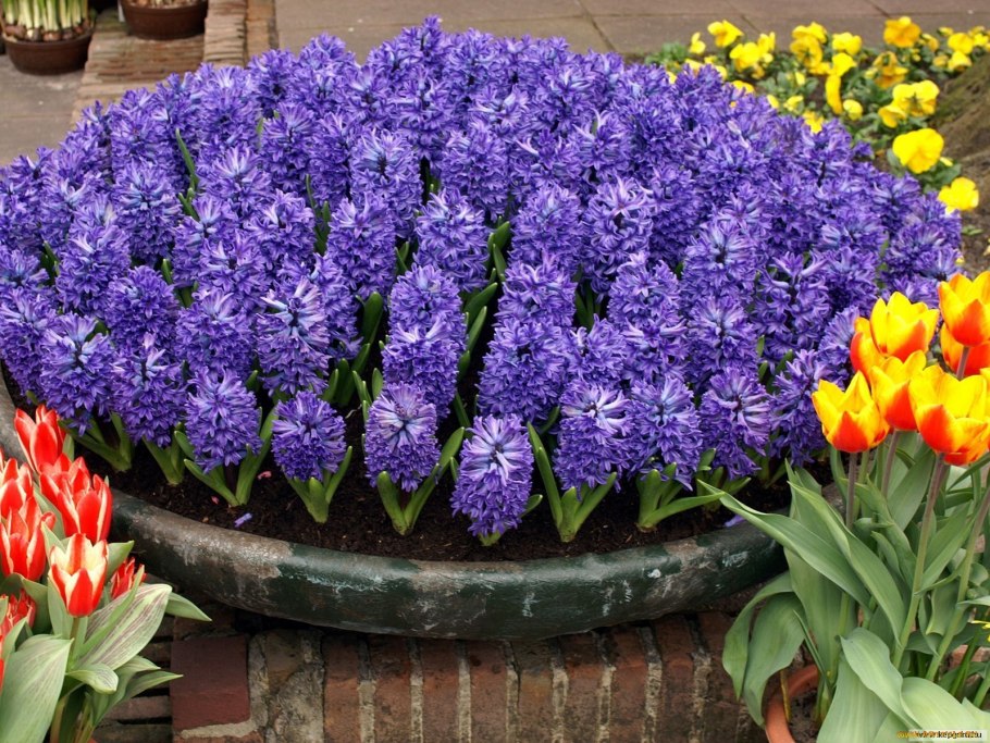 Hyacinthus orientalis
