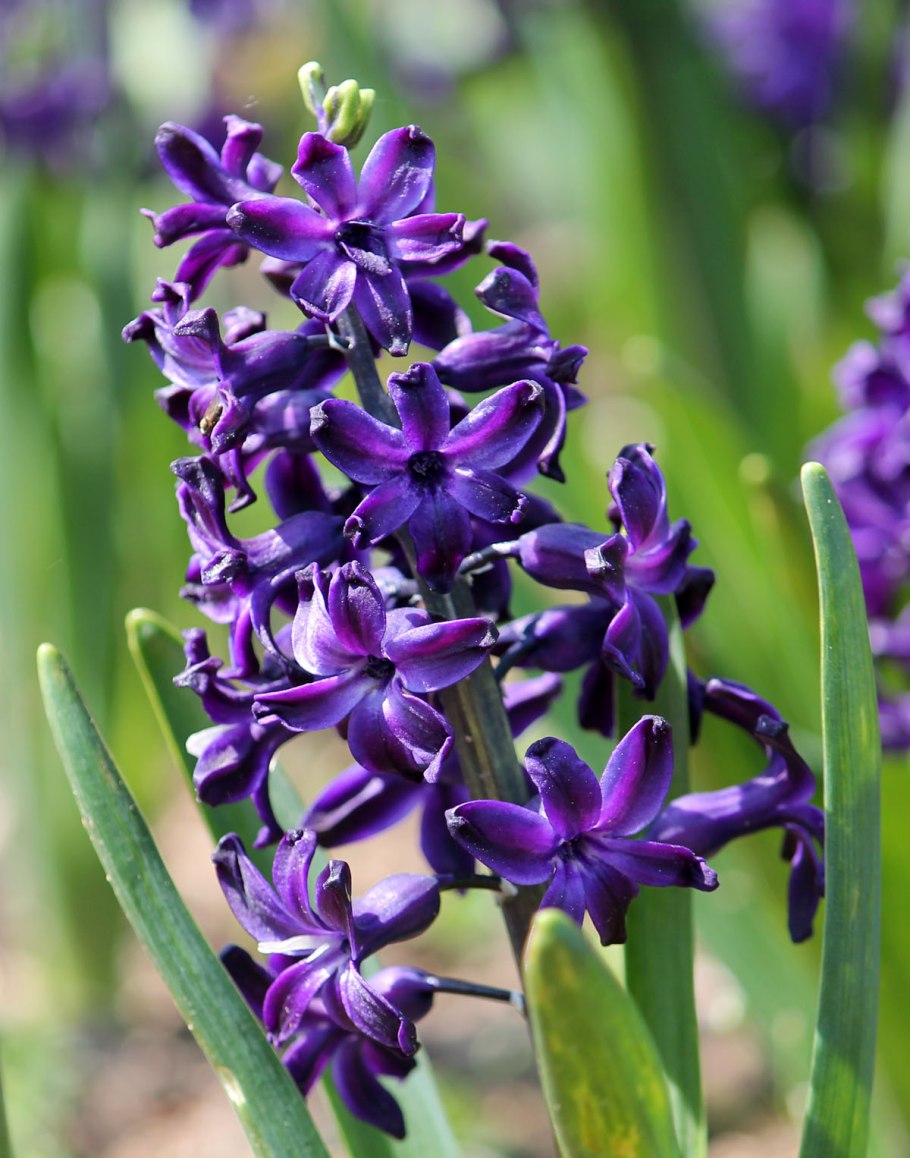 Гиацинт Блю маджик