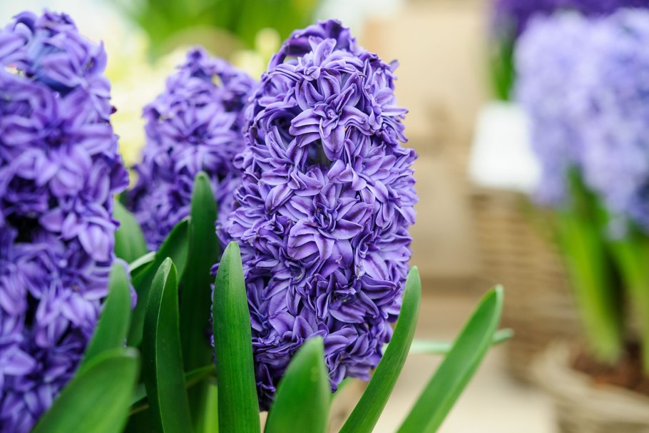 Гиацинт Восточный Hyacinthus orientalis