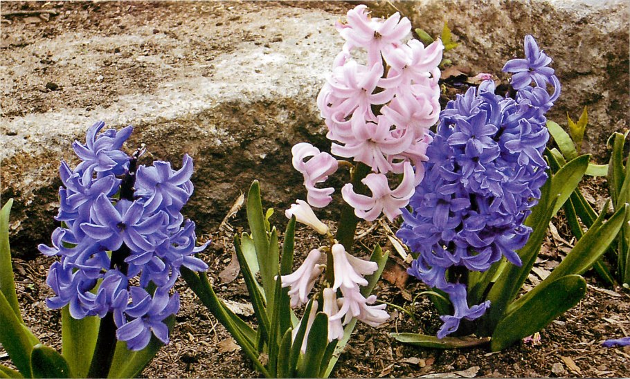 Гиацинт Блю маджик