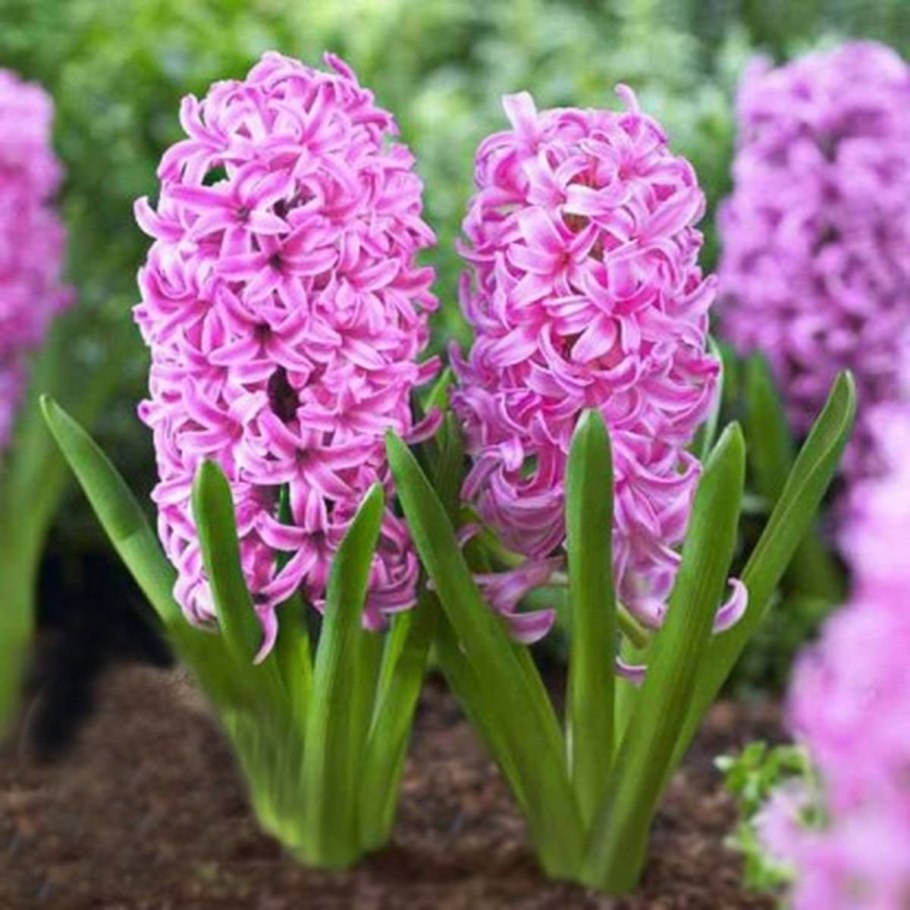 Гиацинт побег