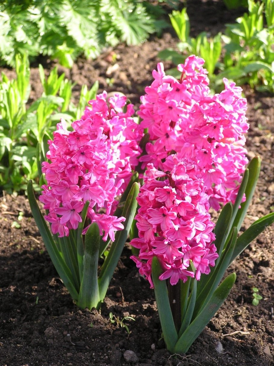 Гиацинт Йеллоу куин