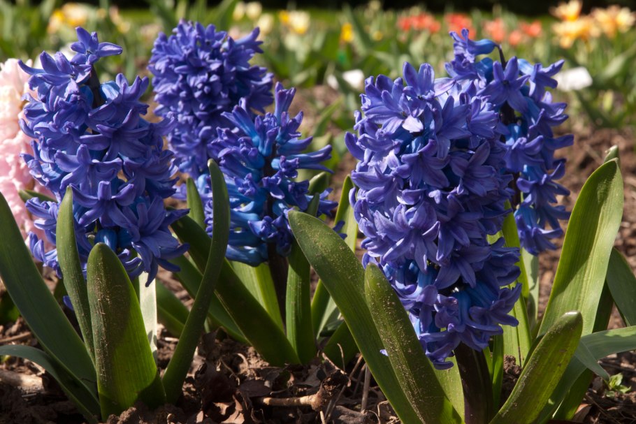 Гиацинт Delft Blue