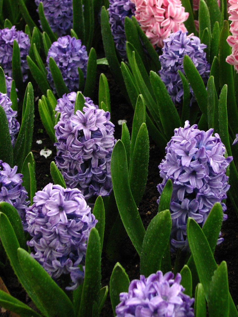 Гиацинт Восточный Hyacinthus orientalis