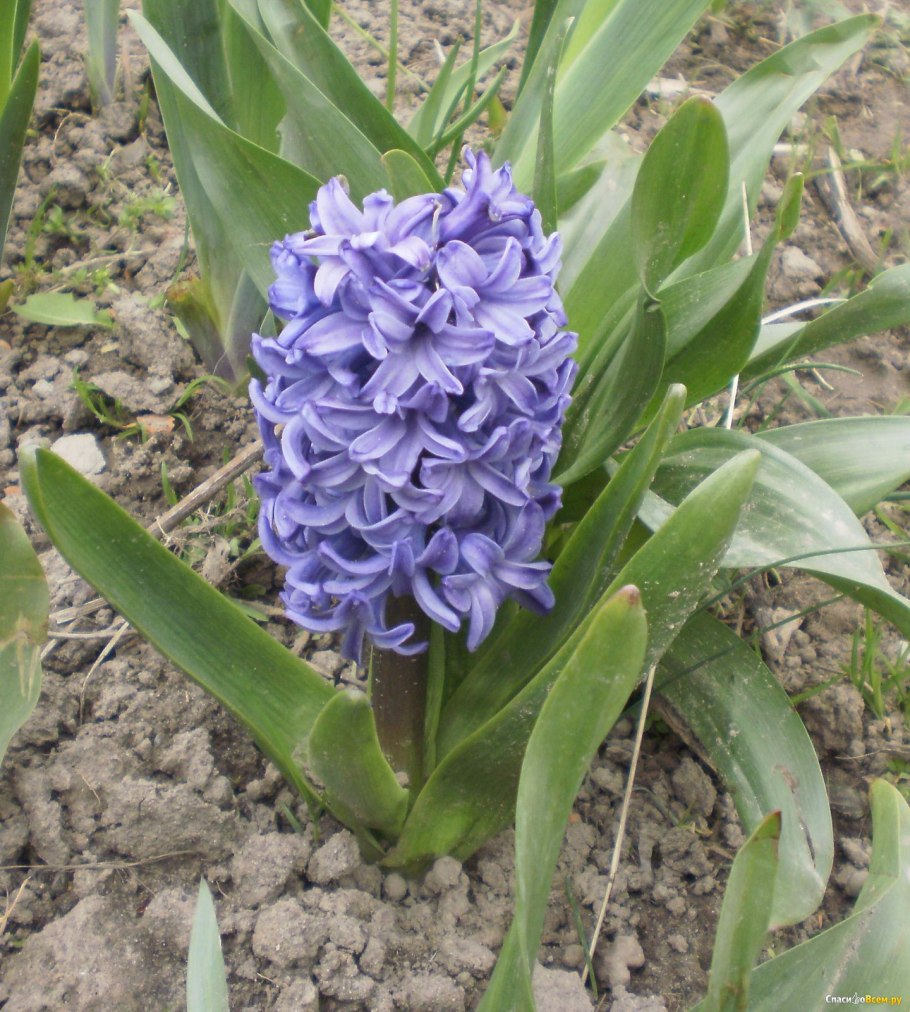 Гиацинт Роял нави