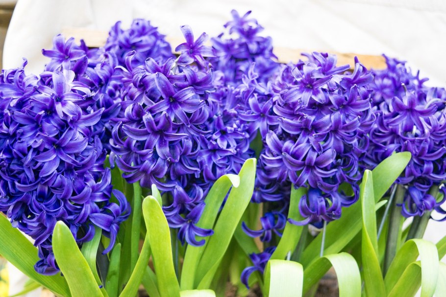 Гиацинт Delft Blue