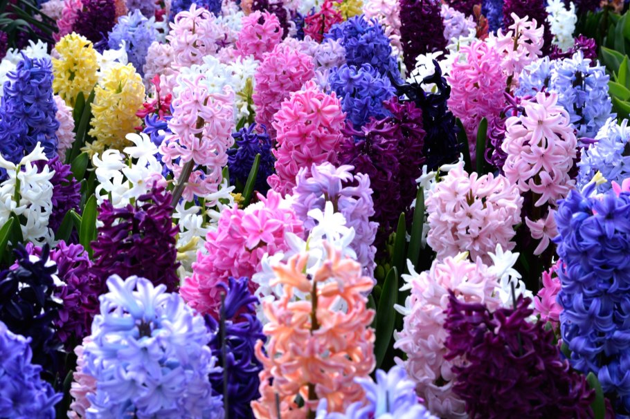 Гиацинт Розетта махровый