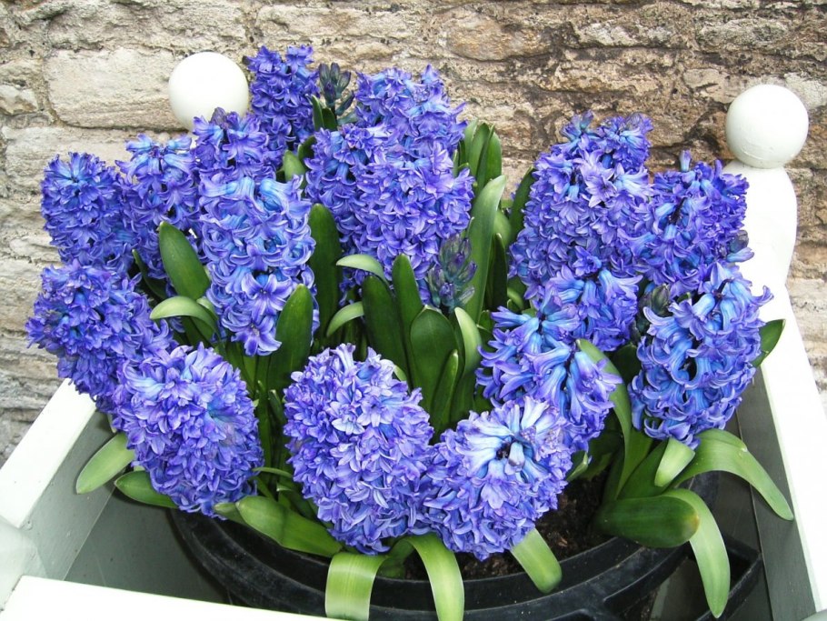 Гиацинт Gipsy Queen