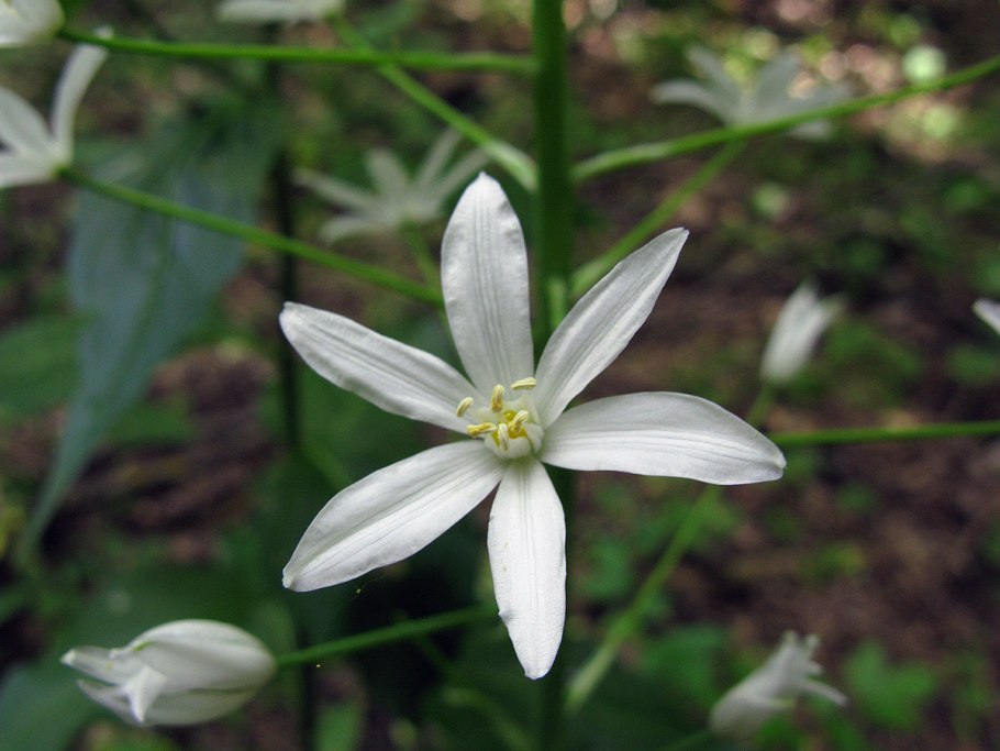 Птицемлечник Пиренейский